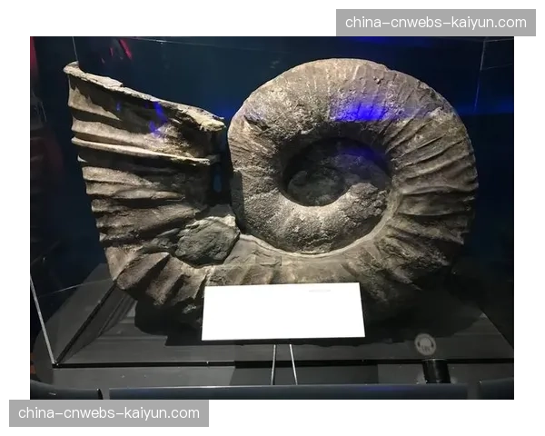 新西兰国家博物馆举办“全黑队：125年传承”特展